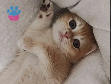 British Shorthair 1 Yaşında Boncuğuma eş arıyorum