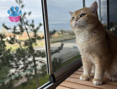 British Shorthair 1 Yaşında Boncuğuma eş arıyorum