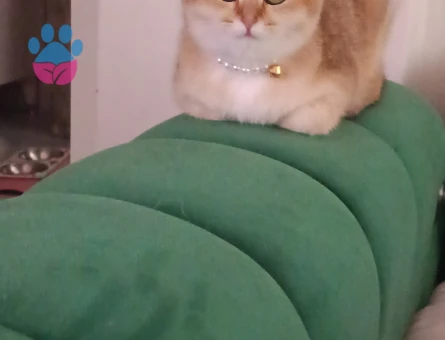 British shorthair prensesimize eş arıyoruz