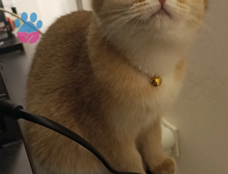 British shorthair prensesimize eş arıyoruz