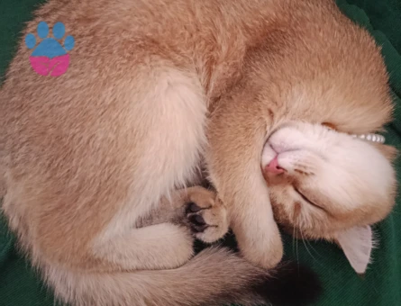 British shorthair prensesimize eş arıyoruz