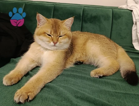 British shorthair prensesimize eş arıyoruz