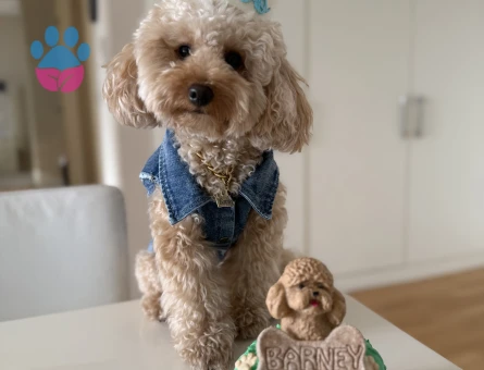 Toy Poodle Köpeğime Eş Arıyorum