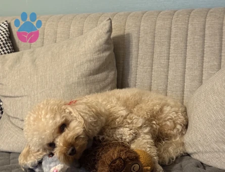Toy Poodle Köpeğime Eş Arıyorum
