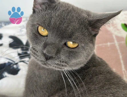 British oğlum için eş arıyoruz