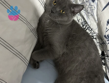 British oğlum için eş arıyoruz