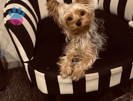 Yorkshire Terrier 2 Kilo Kızımıza Eş Arıyoruz