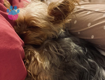 Yorkshire Terrier 2 Kilo Kızımıza Eş Arıyoruz