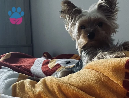 Yorkshire Terrier 2 Kilo Kızımıza Eş Arıyoruz