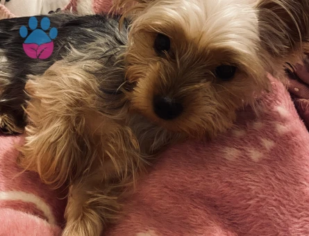 Yorkshire Terrier 2 Kilo Kızımıza Eş Arıyoruz