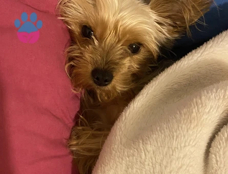 Yorkshire Terrier 2 Kilo Kızımıza Eş Arıyoruz