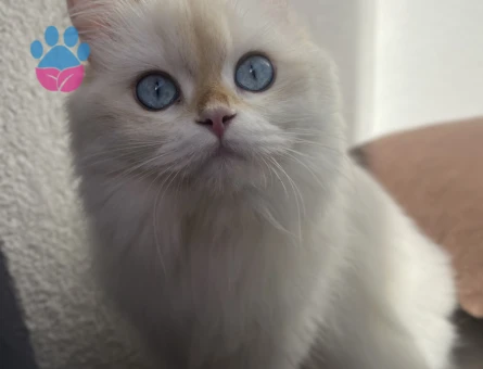British longhair dişi kedim için cins kedi arıyorum