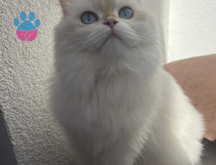 British longhair dişi kedim için cins kedi arıyorum