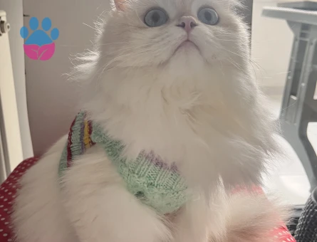 British longhair dişi kedim için cins kedi arıyorum