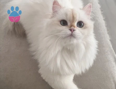 British longhair dişi kedim için cins kedi arıyorum