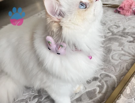 British longhair dişi kedim için cins kedi arıyorum