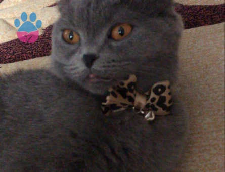 Scottish Fold Kedimiz Müjgana Eş Arıyoruz