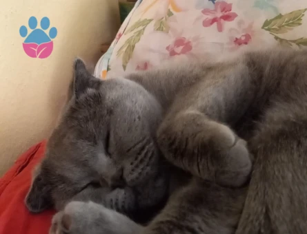 Scottish Fold Kedimiz Müjgana Eş Arıyoruz