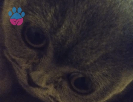 Scottish Fold Kedimiz Müjgana Eş Arıyoruz