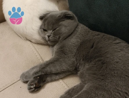 Scottish Fold Kedimiz Müjgana Eş Arıyoruz