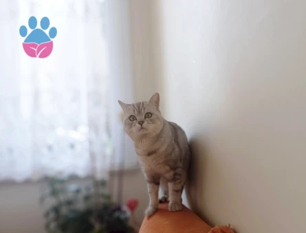 British Shorthair kedimize eş arıyoruz