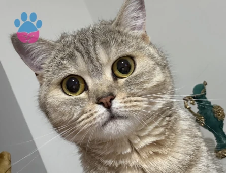British Shorthair 15 Aylık Kızımız Eş Arıyor