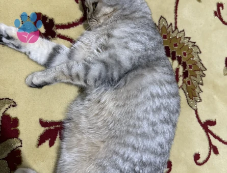 British Shorthair 15 Aylık Kızımız Eş Arıyor