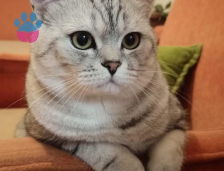 British Shorthair kedimize eş arıyoruz
