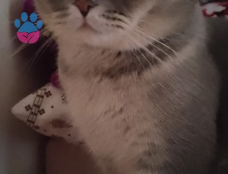 British Shorthair 2 Yaşında Kedim Eş Arıyor