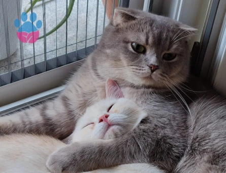 British Shorthair 2 Yaşında Kedim Eş Arıyor