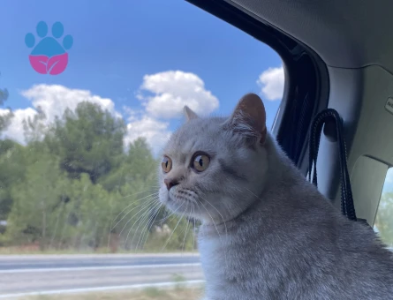 Ares 1 yaşında British Angora aşıları tam