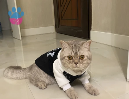 Ares 1 yaşında British Angora aşıları tam