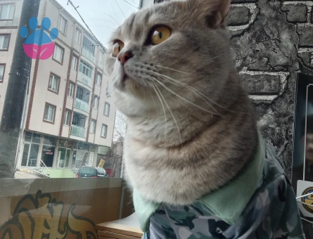 British Shorthair 2 Yaşında Kedim Kızgınlıkta