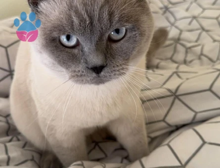 British Shorthair Bluepoint Kedime Eş Arıyorum