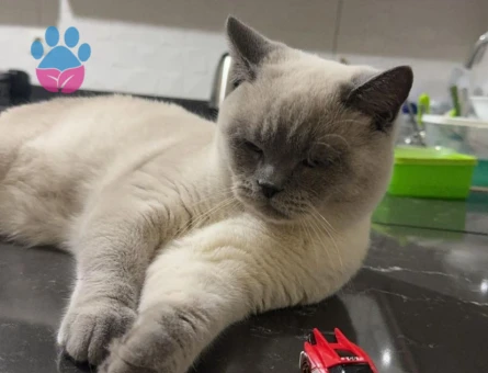 British Shorthair Bluepoint Kedime Eş Arıyorum