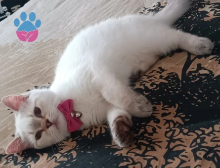 British Shorthair 1 Yaşında Eş Arıyor