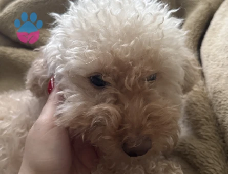 Toy Poodle 4 Yaşında Köpeğim Eş Arıyor