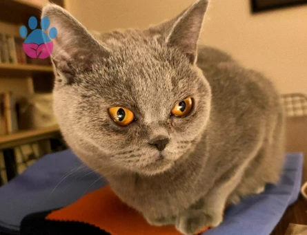 British Shorthair Liloşumuza eş arıyoruz