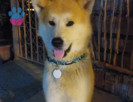 Akita Inu Oğlum Eş Arıyor 4 Yaşında