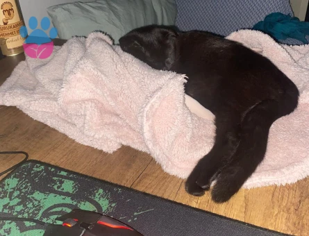 Scottish Fold Kızgınlıkta Oğlum Eş Arıyor