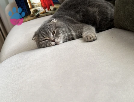 Scottish fold 2 Yaşında Kedim Eş Arıyor Dişi