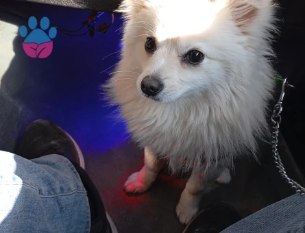 Pomeranian Spitz Tilki Surat 1,5 Yaşında Eş Arıyor