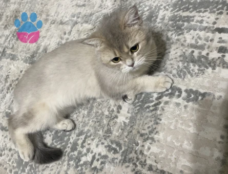British shorthair Dişi 1,5 Yaşında