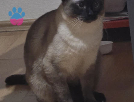 Siyam 1 Yaşında Oğlum Eş Arıyor