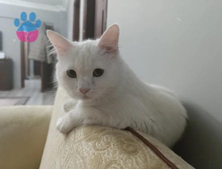 Kızıma yakışıklı erkek arıyorum British shorthair