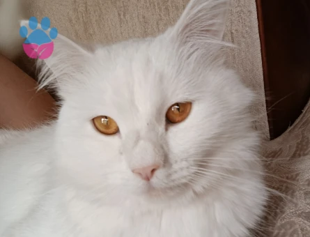 Kızıma yakışıklı erkek arıyorum British shorthair