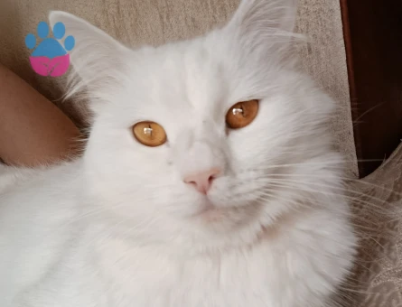 Kızıma yakışıklı erkek arıyorum British shorthair