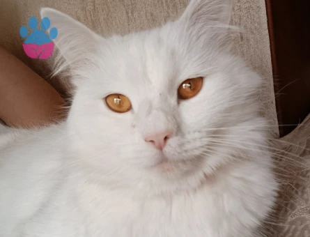 Kızıma yakışıklı erkek arıyorum British shorthair