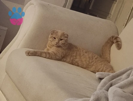 Scottish fold &Calico melez kedim icin bi eş ariyorum