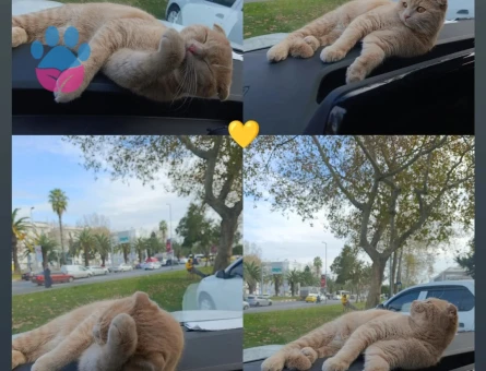 Scottish fold &Calico melez kedim icin bi eş ariyorum